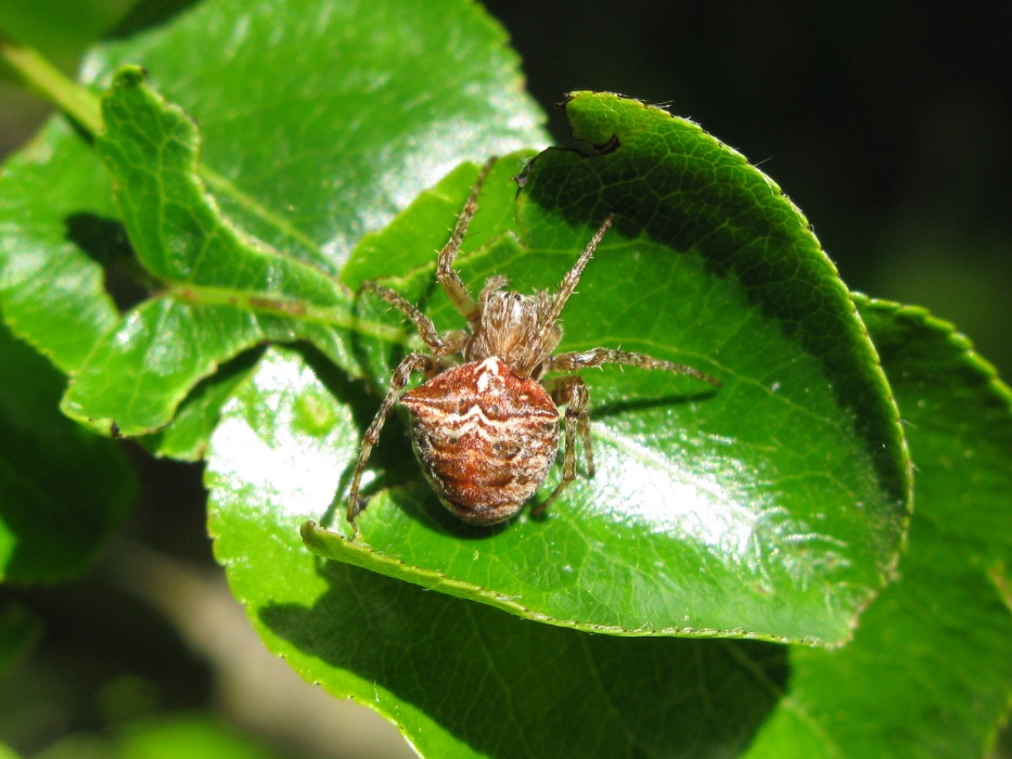 Gibbaranea cf. bituberculata